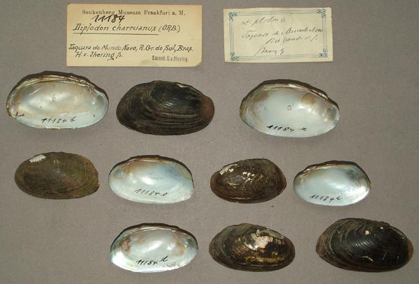 specimen