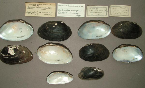 image of lot SMF_11188 image of lot SMF_11188