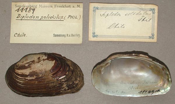 specimen
