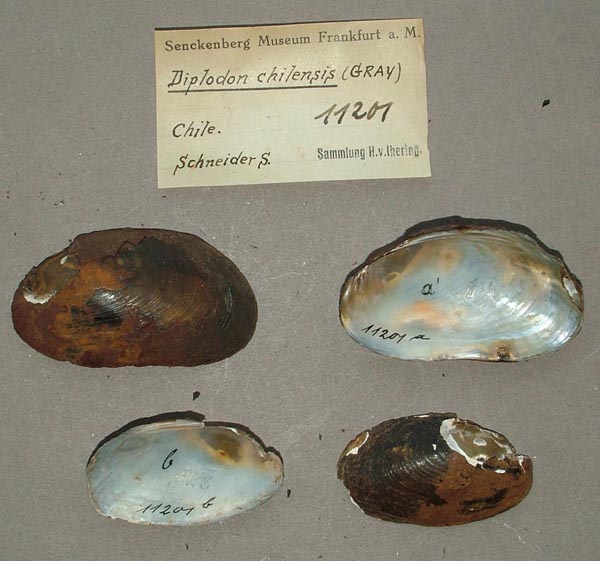specimen