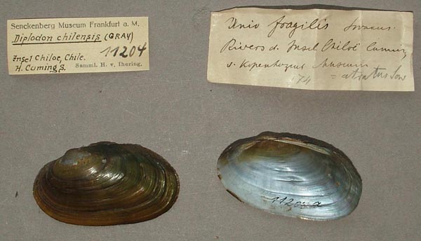 specimen