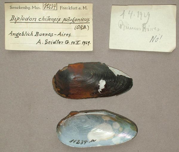 specimen