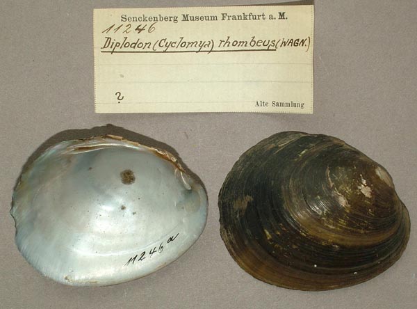 specimen