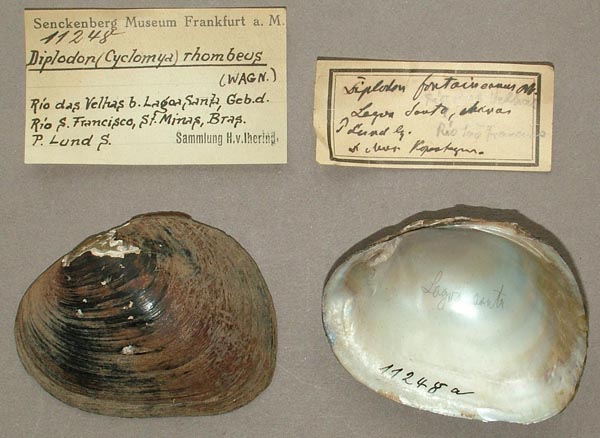 specimen