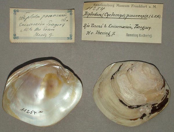 specimen