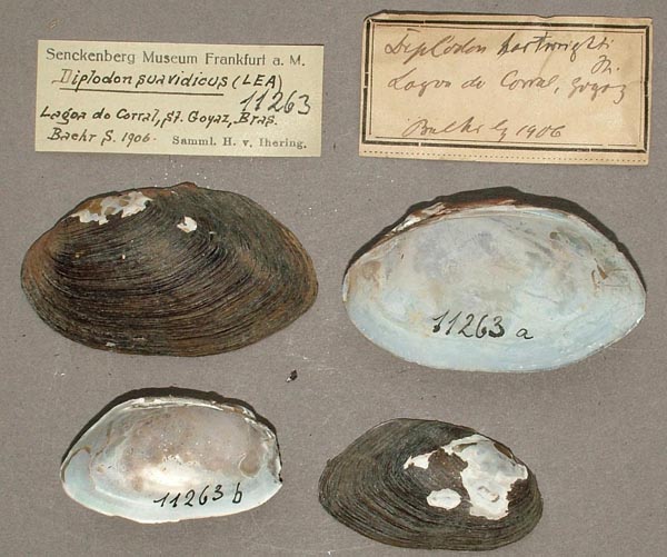 specimen