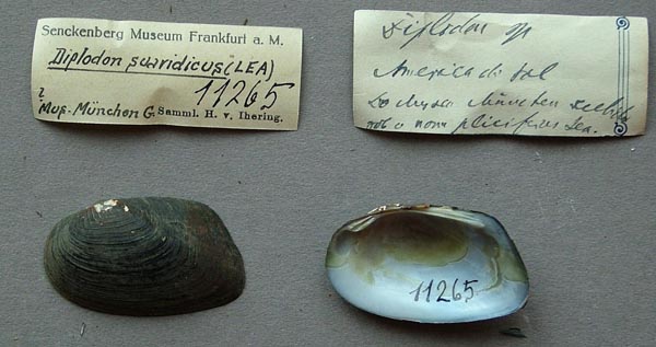 specimen