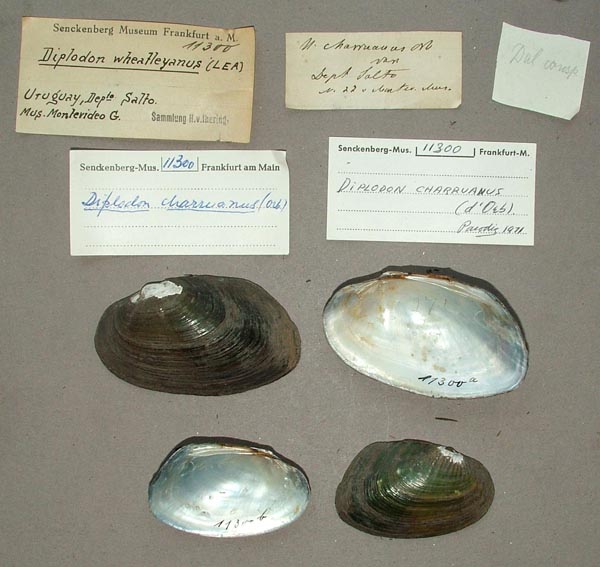 specimen