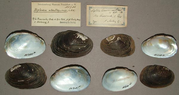 specimen