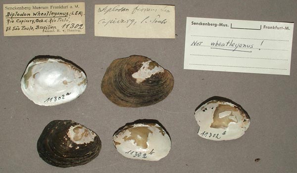 specimen