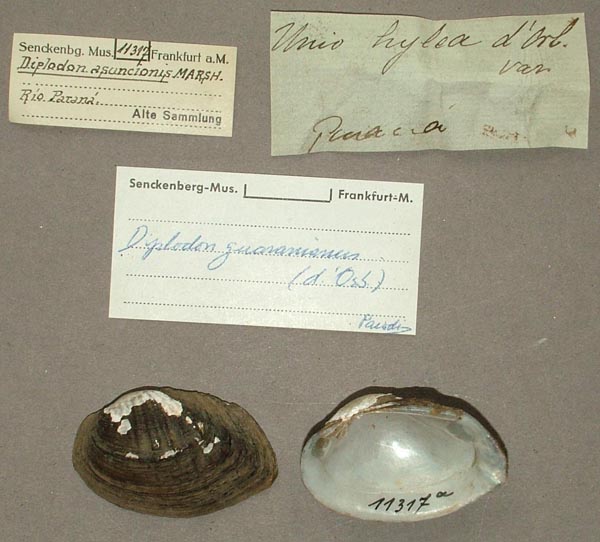 specimen