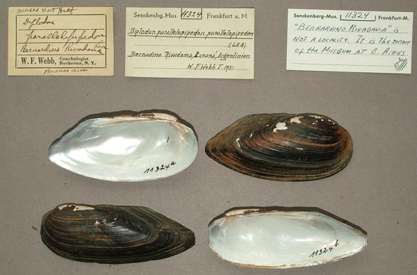 specimen