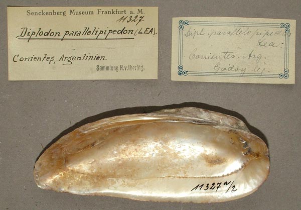 specimen