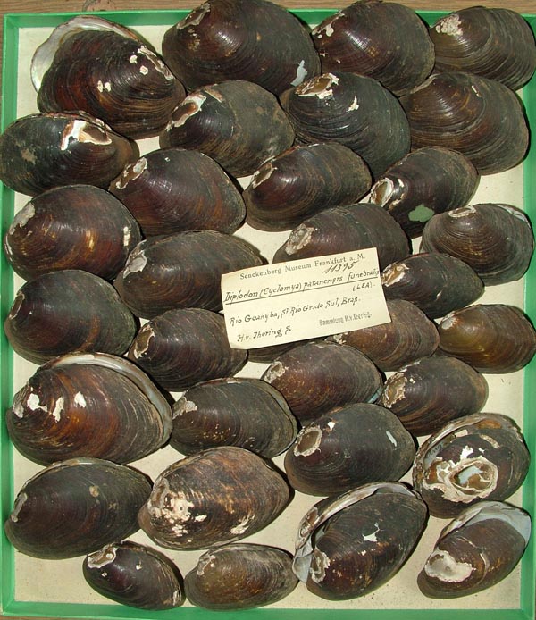 image of lot SMF_11395 image of lot SMF_11395