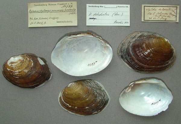 image of lot SMF_11397 image of lot SMF_11397