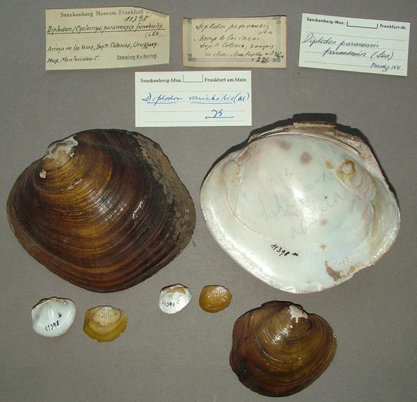 image of lot SMF_11398 image of lot SMF_11398