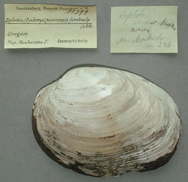 image of lot SMF_11399 image of lot SMF_11399