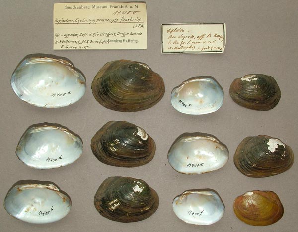 image of lot SMF_11400 image of lot SMF_11400