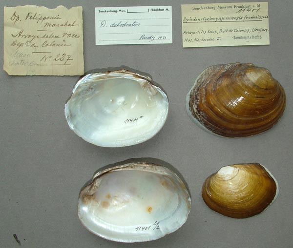 image of lot SMF_11401 image of lot SMF_11401