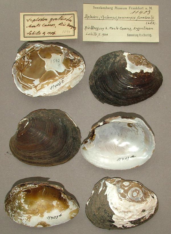 image of lot SMF_11403 image of lot SMF_11403