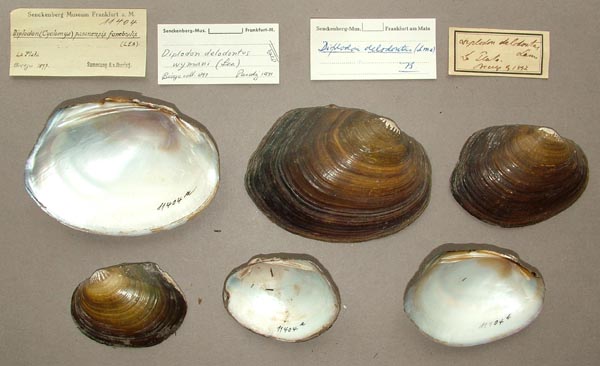 image of lot SMF_11404 image of lot SMF_11404