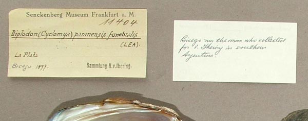 image of lot SMF_11404 image of lot SMF_11404