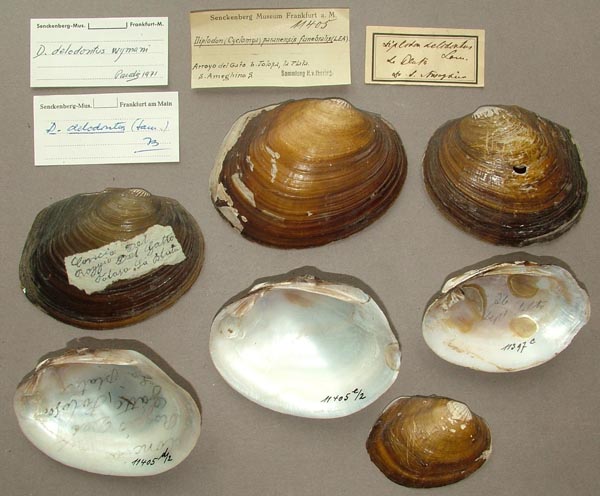 image of lot SMF_11405 image of lot SMF_11405