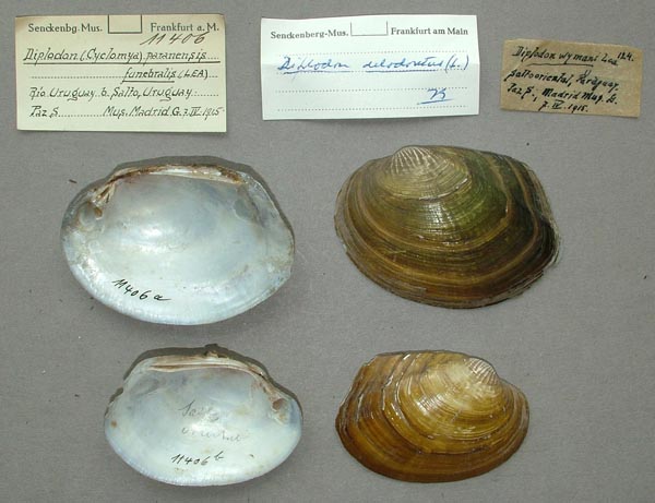 image of lot SMF_11406 image of lot SMF_11406