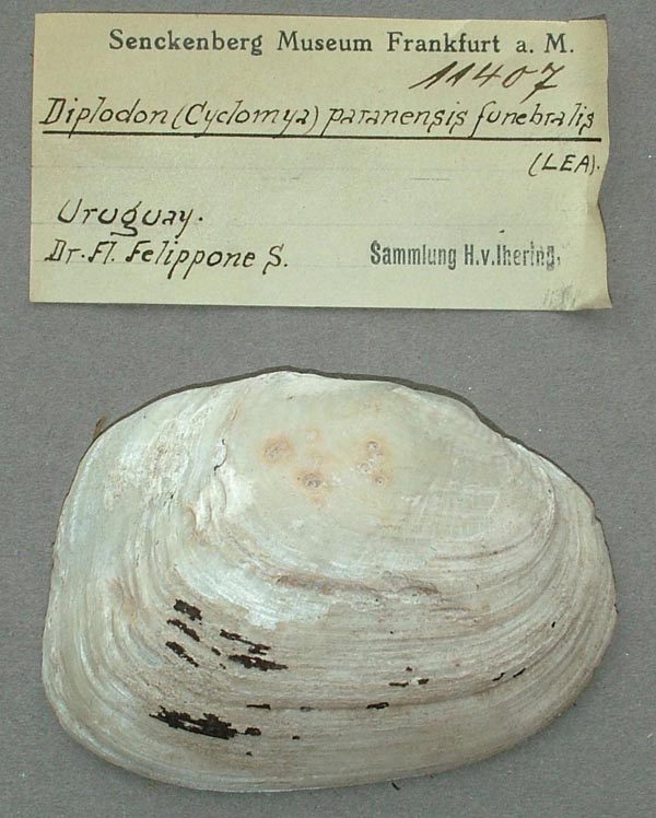 specimen