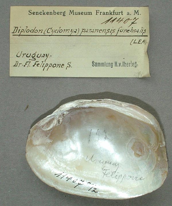 specimen