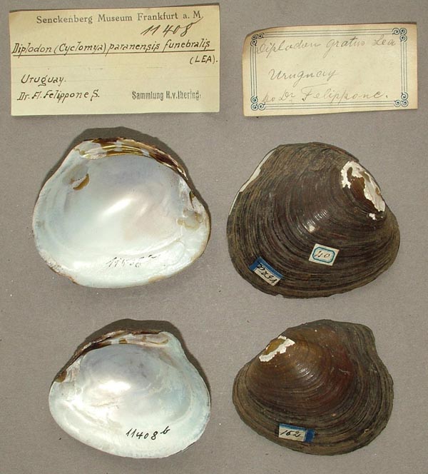 image of lot SMF_11408 image of lot SMF_11408