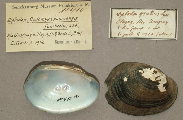 image of lot SMF_11410 image of lot SMF_11410