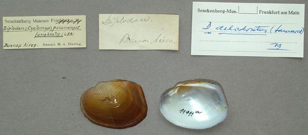 image of lot SMF_11411 image of lot SMF_11411