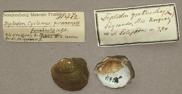 image of lot SMF_11412 image of lot SMF_11412