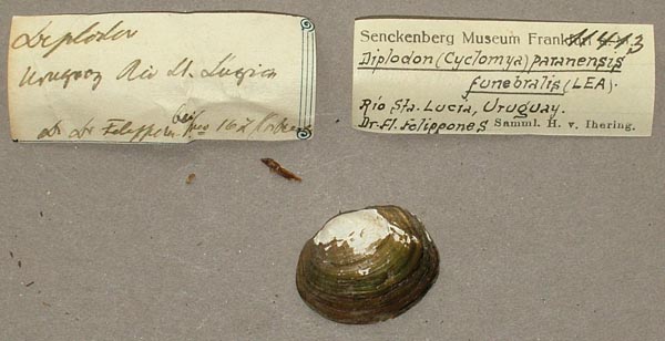 image of lot SMF_11413 image of lot SMF_11413