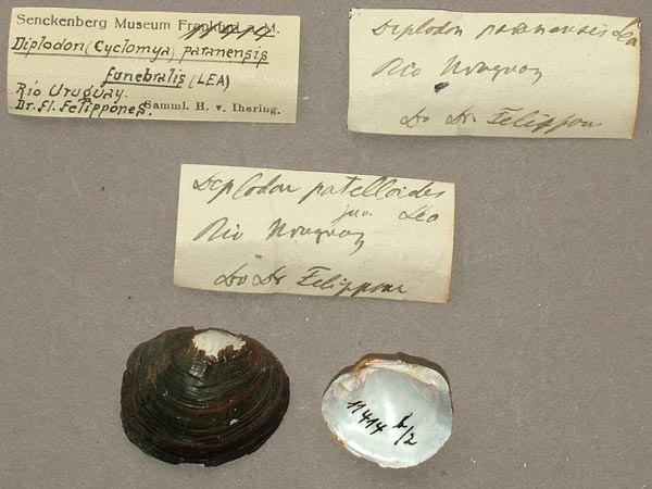 image of lot SMF_11414