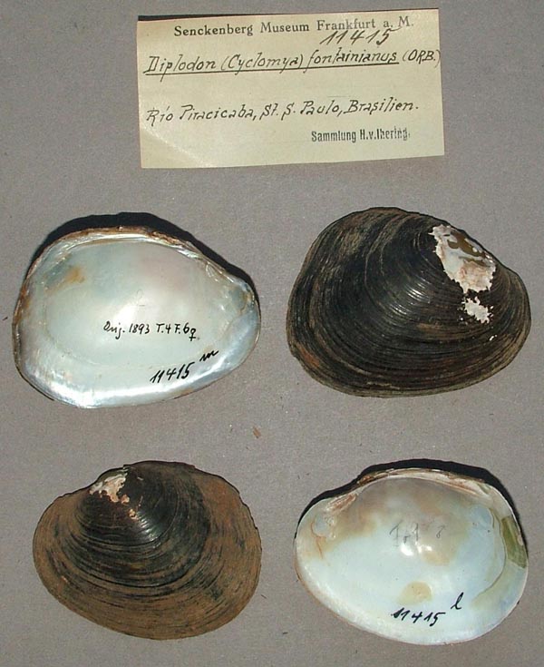 specimen