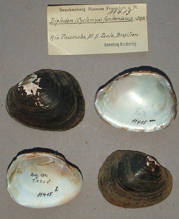 specimen
