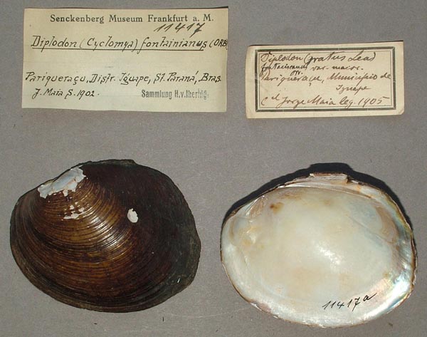 specimen