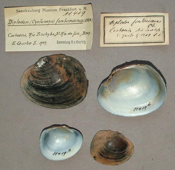 specimen