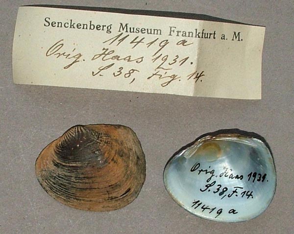 specimen