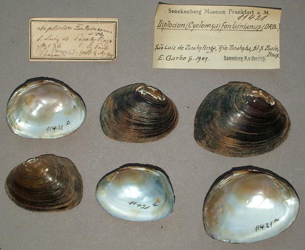 specimen
