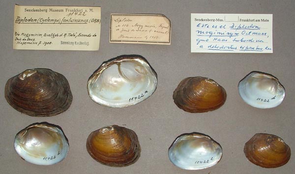 specimen