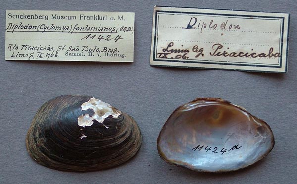specimen