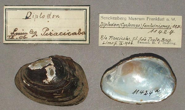 specimen