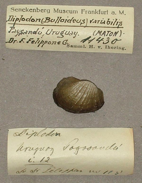 specimen