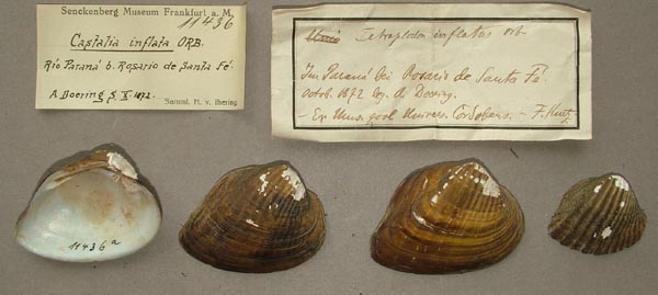 specimen