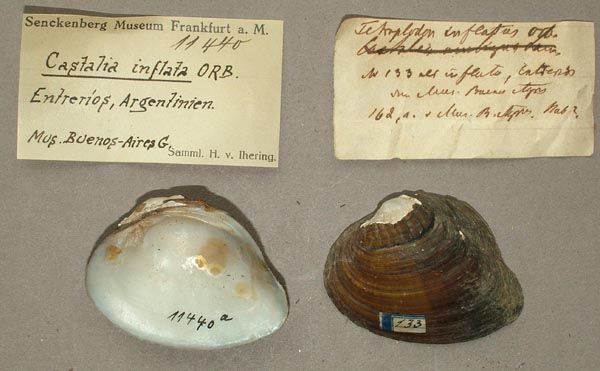specimen