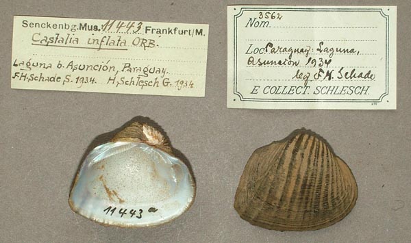 specimen