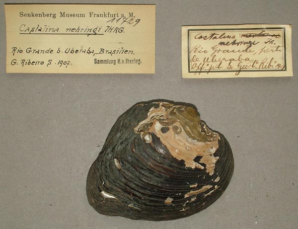 specimen